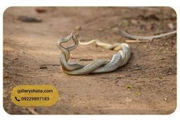 مهره مار اصل