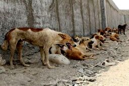 تعداد سگ‌های بی‌صاحب در تهران چقدر است؟