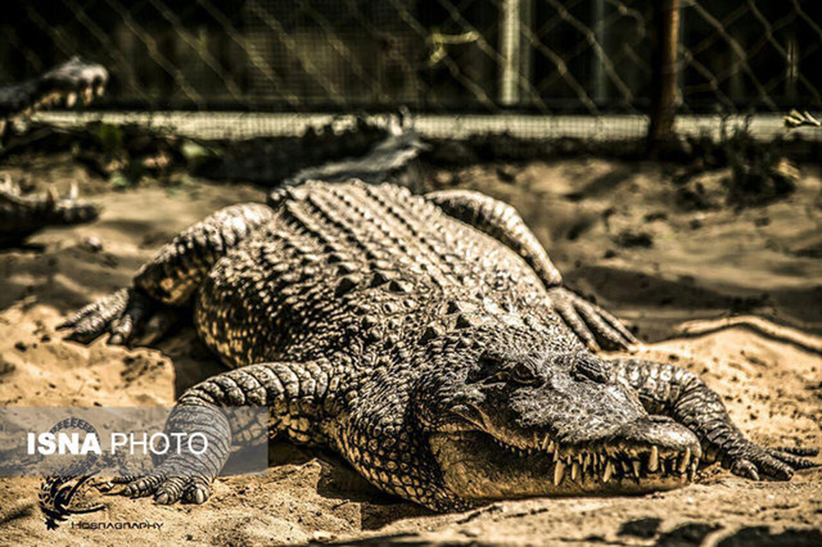 آغاز بکار طرح توسعه پارک کروکدیل قشم در دهه فجر امسال