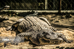 آغاز بکار طرح توسعه پارک کروکدیل قشم در دهه فجر امسال