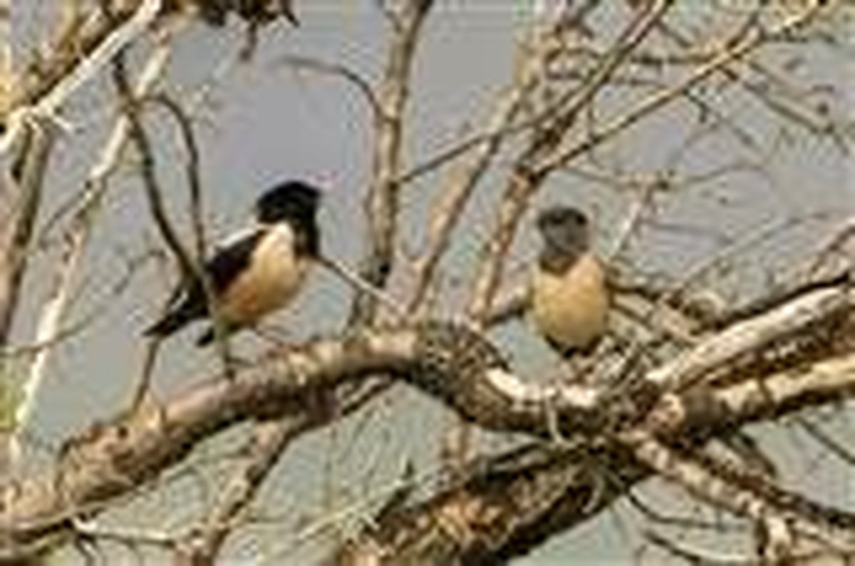 سار صورتی در شهرستان بن دیده شد + عکس