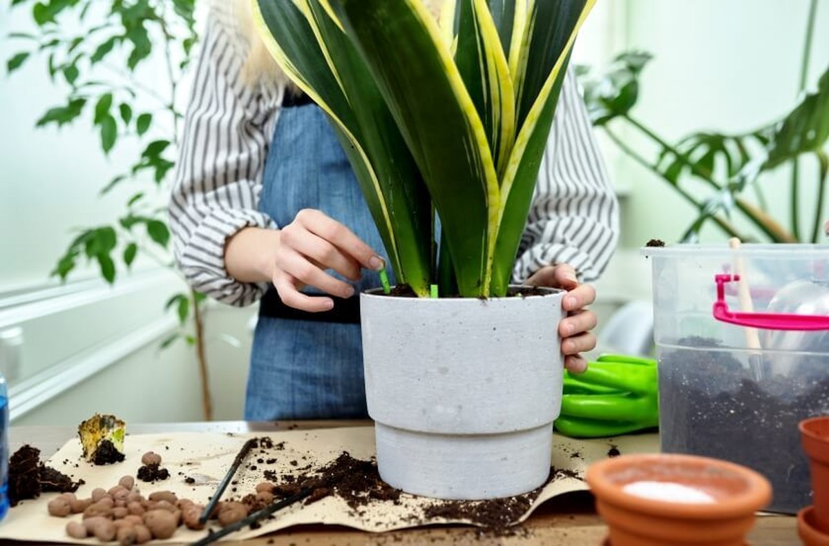 گلدان مناسب برای گیاه سانسوریا چیست و چه ویژگی هایی دارد؟