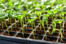 مراکز فروش سینی نشا