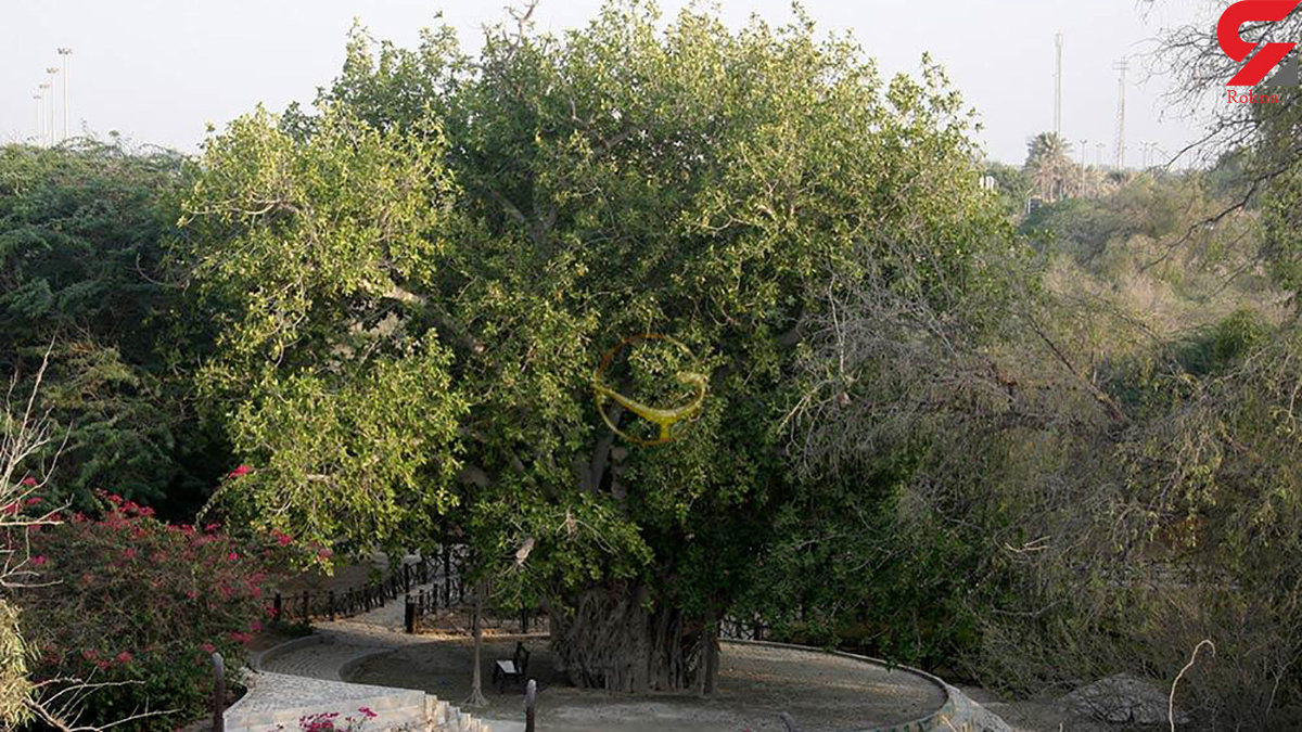درخت هزار ساله حریره کیش را با گازوئیل خشکاندند