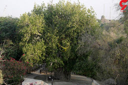 درخت هزار ساله حریره کیش را با گازوئیل خشکاندند