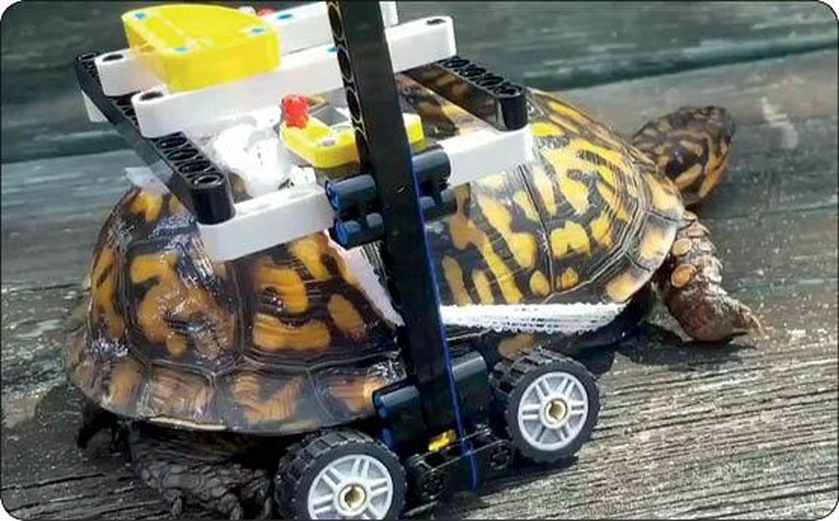 لاک پشت آسیب دیده سوار بر ویلچیر شد + عکس