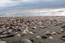 خبر نگران کننده سازمان حفاظت محیط زیست از دریای خزر