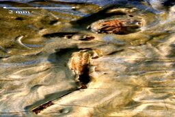 کشف ملخ مرده در نقاشی «ونگوگ»/عکس