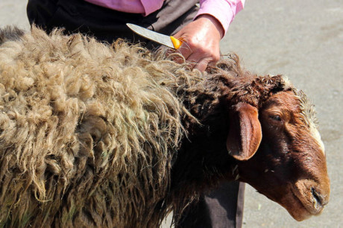ذبح دام و طیور در مدارس، ممنوع