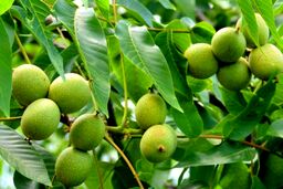 ​نهال درخت گردو فرنور پیوندی اصل را از کجا بخریم؟