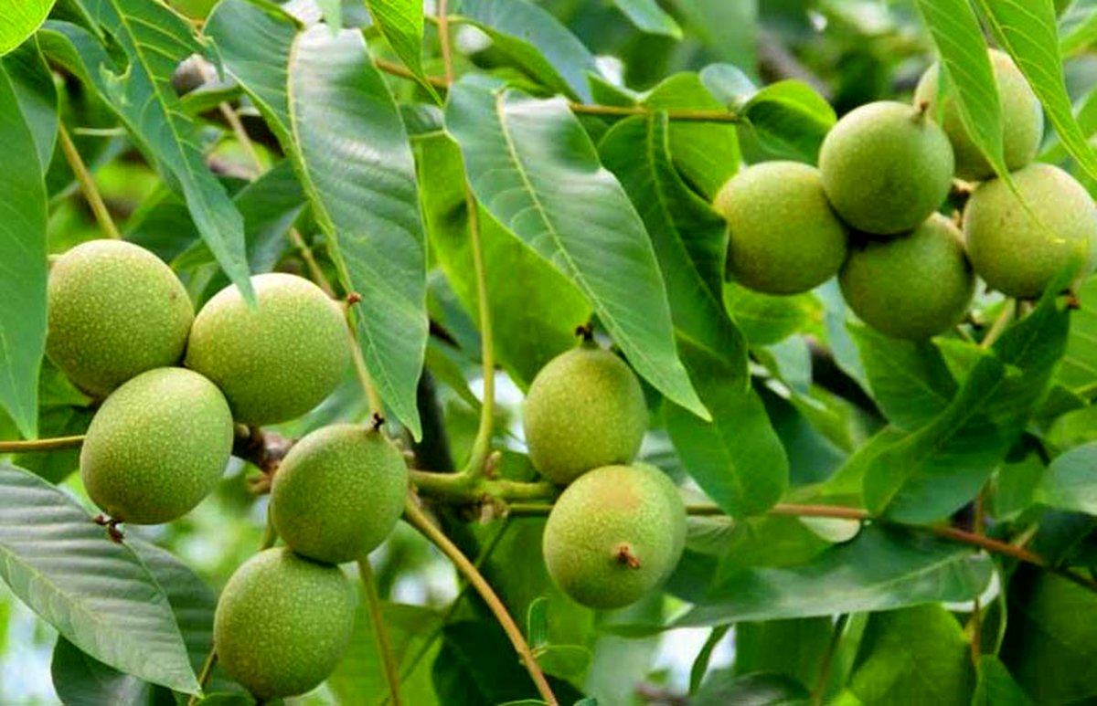 نهال درخت گردو فرنور پیوندی اصل را از کجا بخریم؟