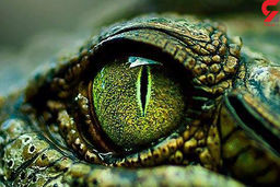 فیلم وحشت آور از راه رفتن تمساح بزرگ در یک روستای سیستان و بلوچستان / سیل او را آورده بود