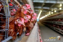 10 نکته کاربردی برای بهبود عملکرد مرغداری