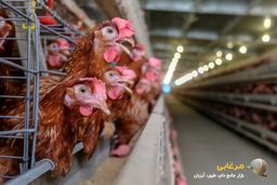 10 نکته کاربردی برای بهبود عملکرد مرغداری