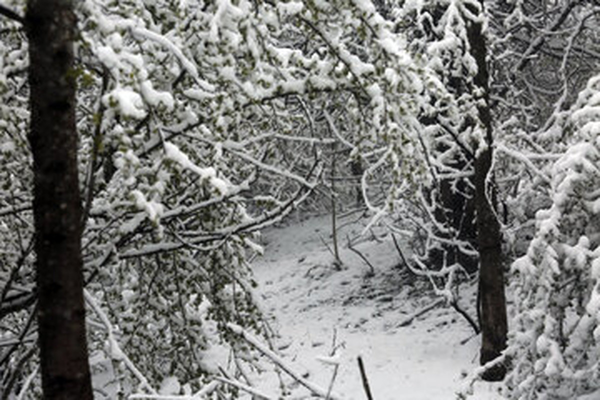 برف بهاری همه را شوکه کرد | بارش ۱۵ سانتیمتری برف در توچال تهران