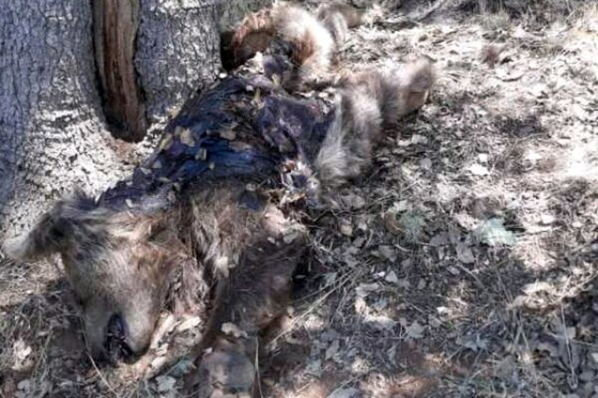 کشف لاشه خرس قهوه ای نر 5 ساله 