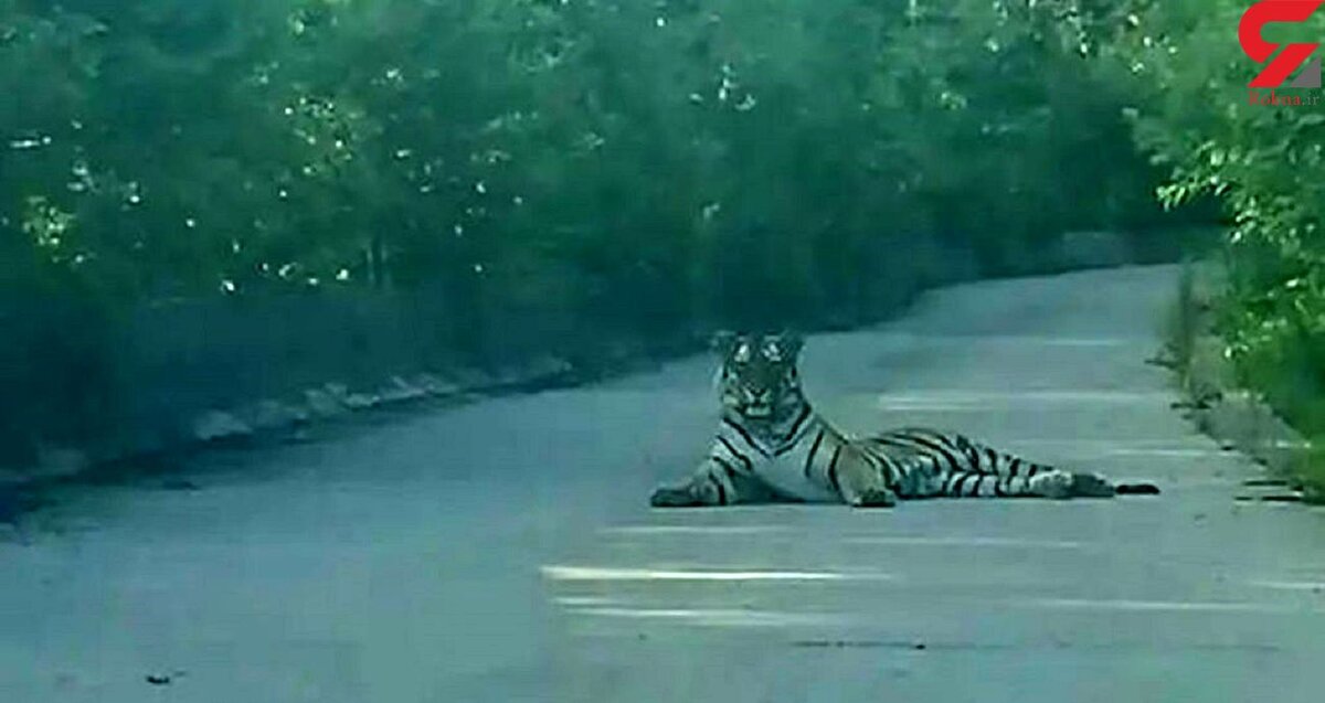 وحشت رانندگان با دیدن ببری در وسط جاده! +عکس