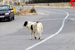 حمله مرگبار سگ ولگرد به زن گرمانی + جزئیات