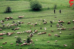 ناپدید شدن مرموز چوپان 50 ساله در گلستان