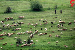 ناپدید شدن مرموز چوپان 50 ساله در گلستان