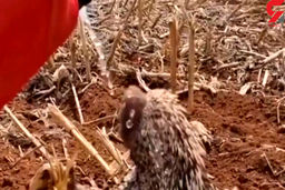 فیلم آب دادن به جوجه تیغی تشنه در بیابان / دنیا را تکان داد