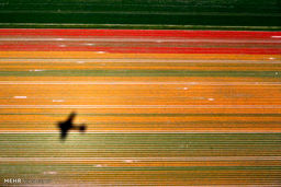 مزارع گل در هلند (عکس)