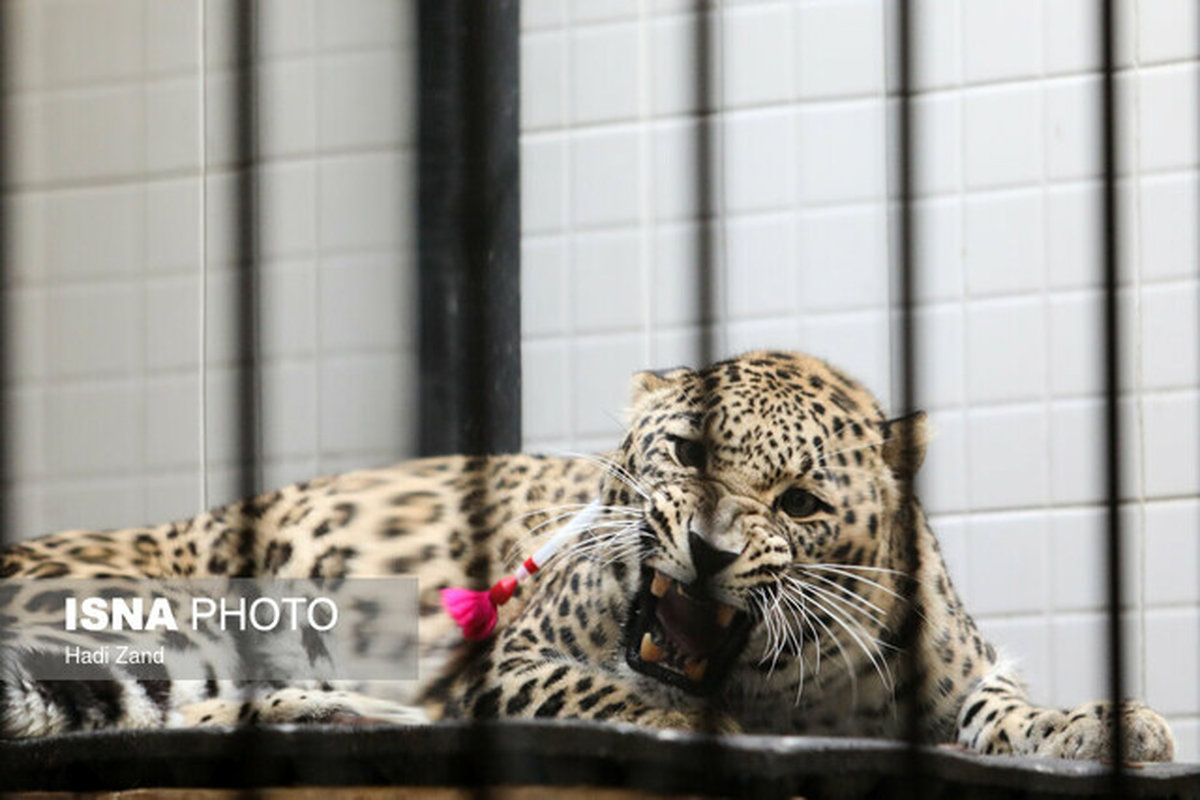با انتقال پلنگ ایرانی از پرتغال ماده ایرانی باغ‌ وحش تهران باردار شد