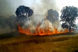 شعله ور شدن مجدد آتش در ارتفاعات باشت