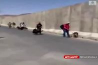 تصاویر خروج سگ های ارتش آمریکا از کابل با تدابیر ویژه!