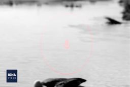 فیلم مرگ هزاران پرنده مهاجر در میانکاله