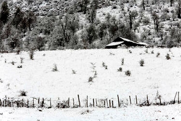بارش برف بهاری در جنگل های هیرکانی