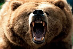 حمله خرس به کودک 10 ساله در چهارمحال و بختیاری