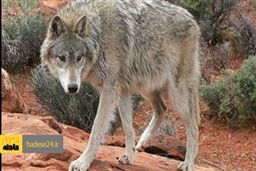 حمله گرگ گرسنه به زن جوان و دختر ۴ ساله در خلخال